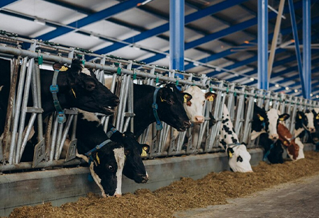 Technology Transformation in the Cattle Feed Industry